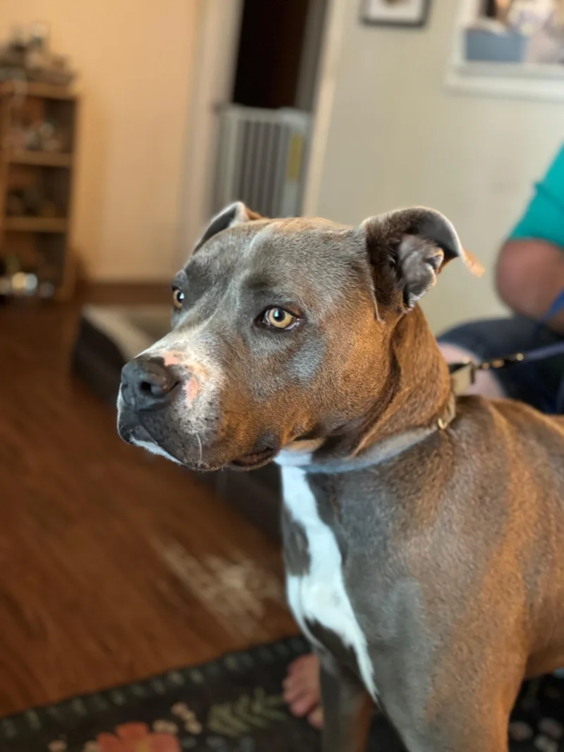 An adult medium-sized male Gray / Blue / Silver Pit Bull Terrier dog named Jj for adoption in Denison, TX