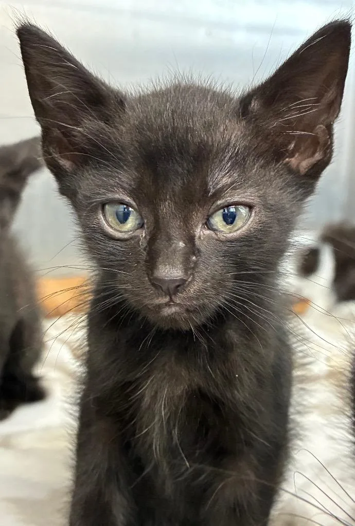 A baby medium-sized female Domestic Short Hair cat named Pinky for adoption in Hartsville, SC