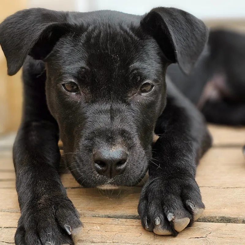 A baby medium-sized male Black Terrier dog named Rue for adoption in Memphis, TN
