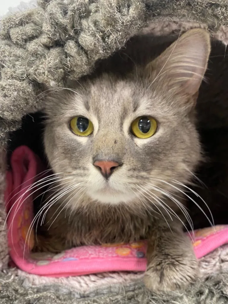 A young medium-sized male Domestic Long Hair cat named Cadbury for adoption in Fall River, MA
