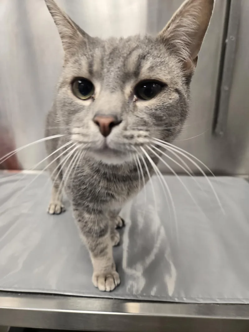 An adult large-sized male Domestic Short Hair cat named Philip for adoption in Hagerstown, MD
