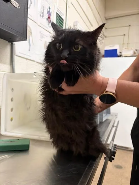 An adult medium-sized female Domestic Long Hair cat named Enzo for adoption in Fruit Heights, UT