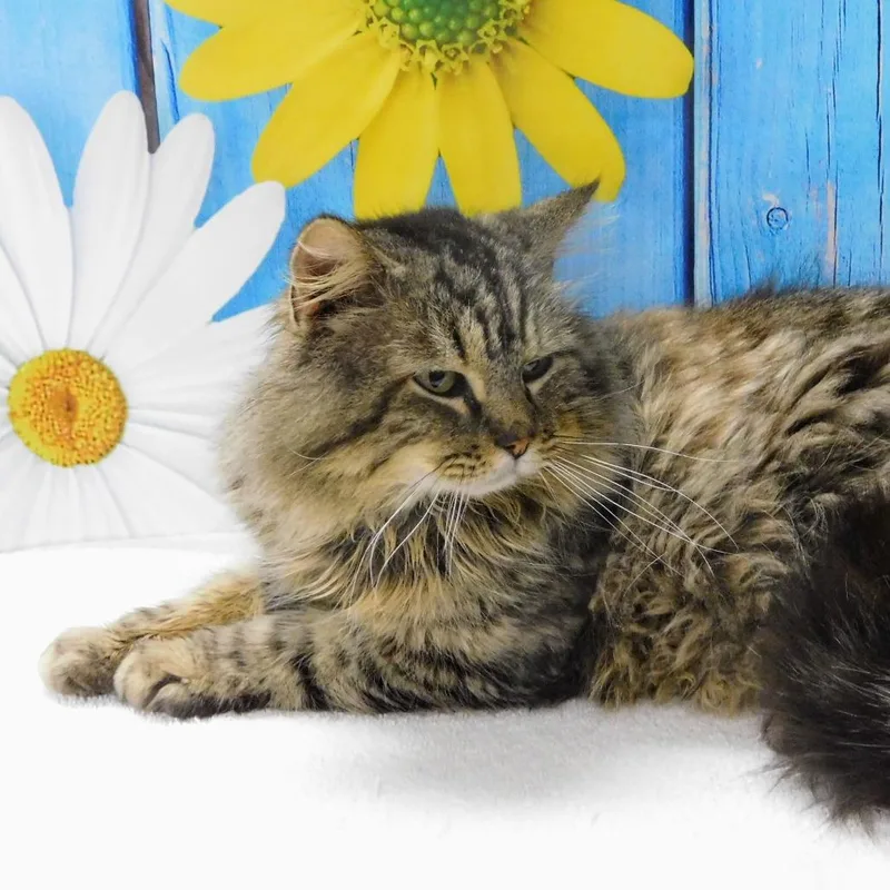 An adult medium-sized male Brown / Chocolate Domestic Long Hair cat named Hunter for adoption in Canton, IL