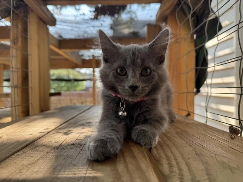 A baby small-sized female Gray / Blue / Silver Domestic Short Hair cat named Dusty for adoption in Lincoln, NE