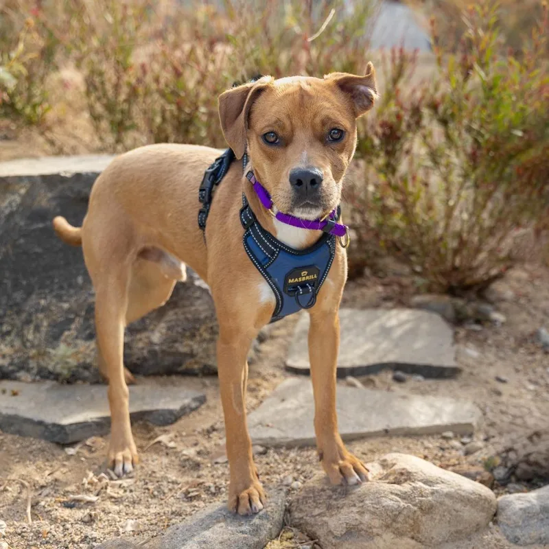 An adult medium-sized male Yellow / Tan / Blond / Fawn Mixed Breed dog named Malachi for adoption in Palm Springs, CA