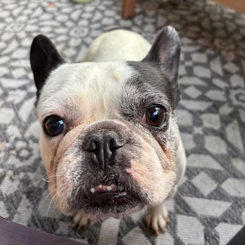 Poppy