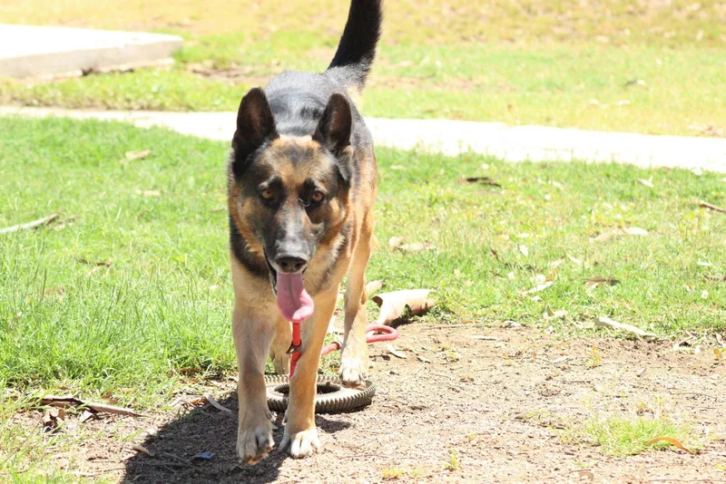 A senior large-sized male German Shepherd Dog dog named Oso for adoption in El Centro, CA