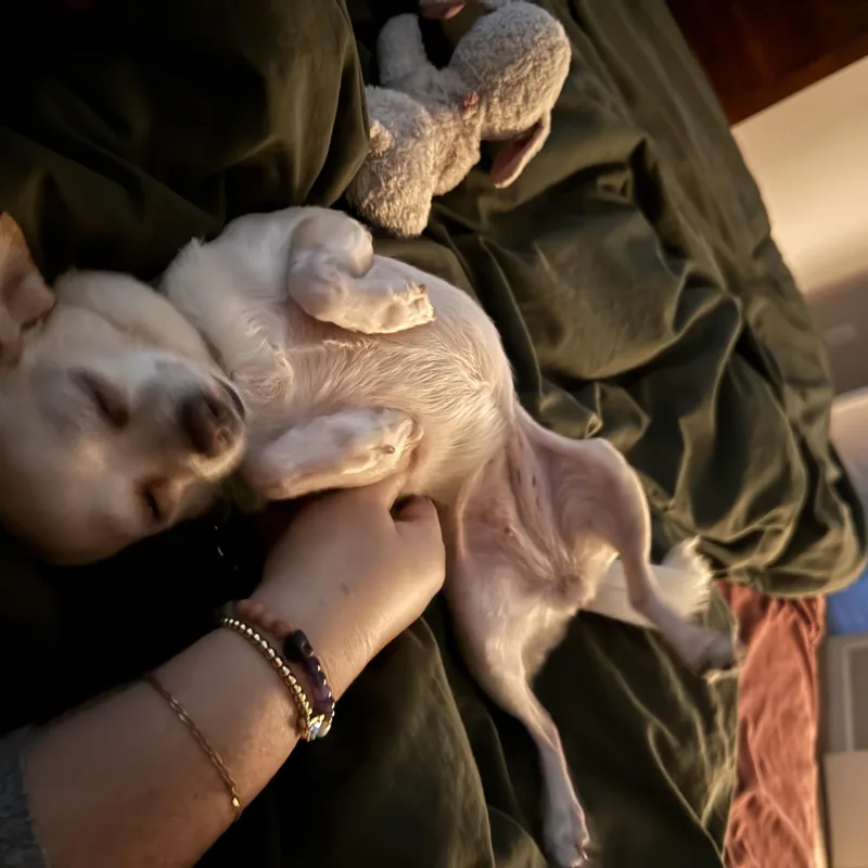 Riley And Archie thumbnail 2