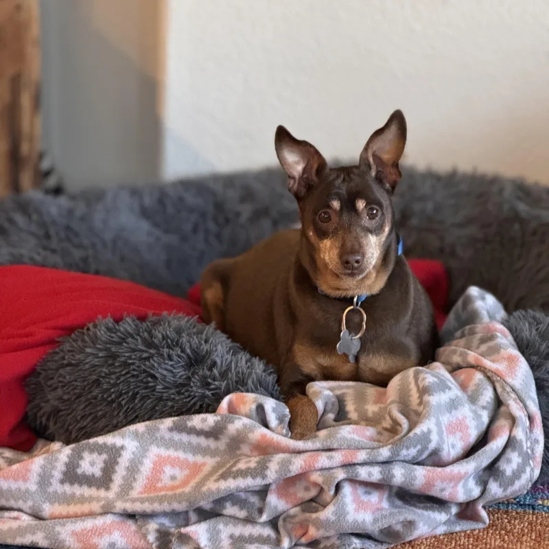 Riley And Archie thumbnail 4