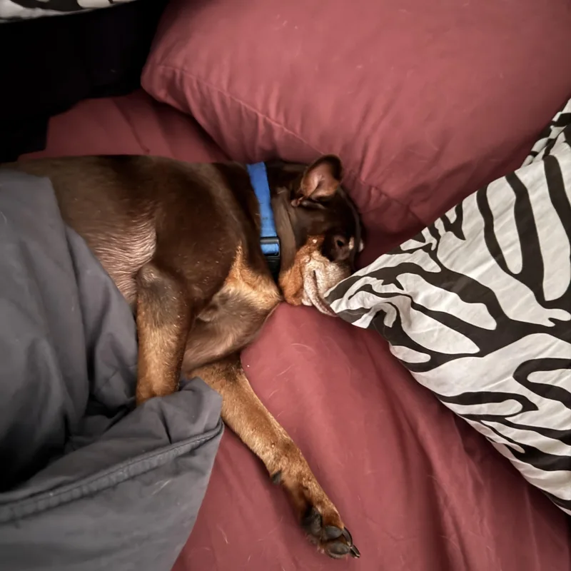 Riley And Archie thumbnail 5