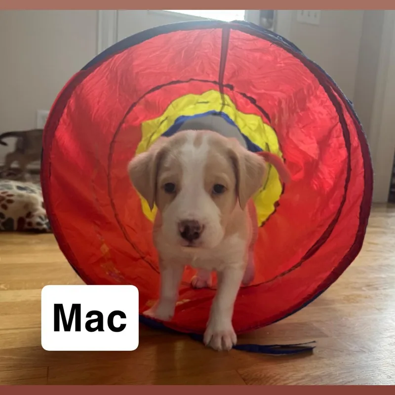 Mac