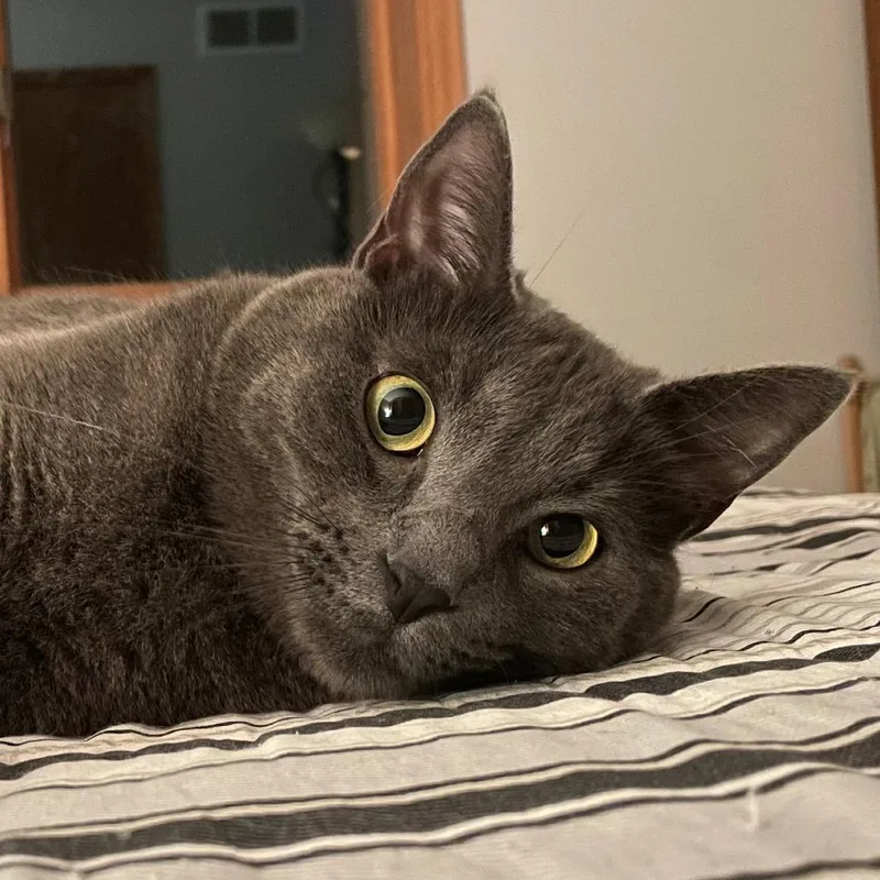 A young small-sized male Gray / Blue / Silver Domestic Short Hair cat named Henry Bonded to for adoption in Middleton, WI