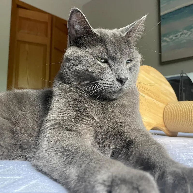 Henry  Bonded to thumbnail 2