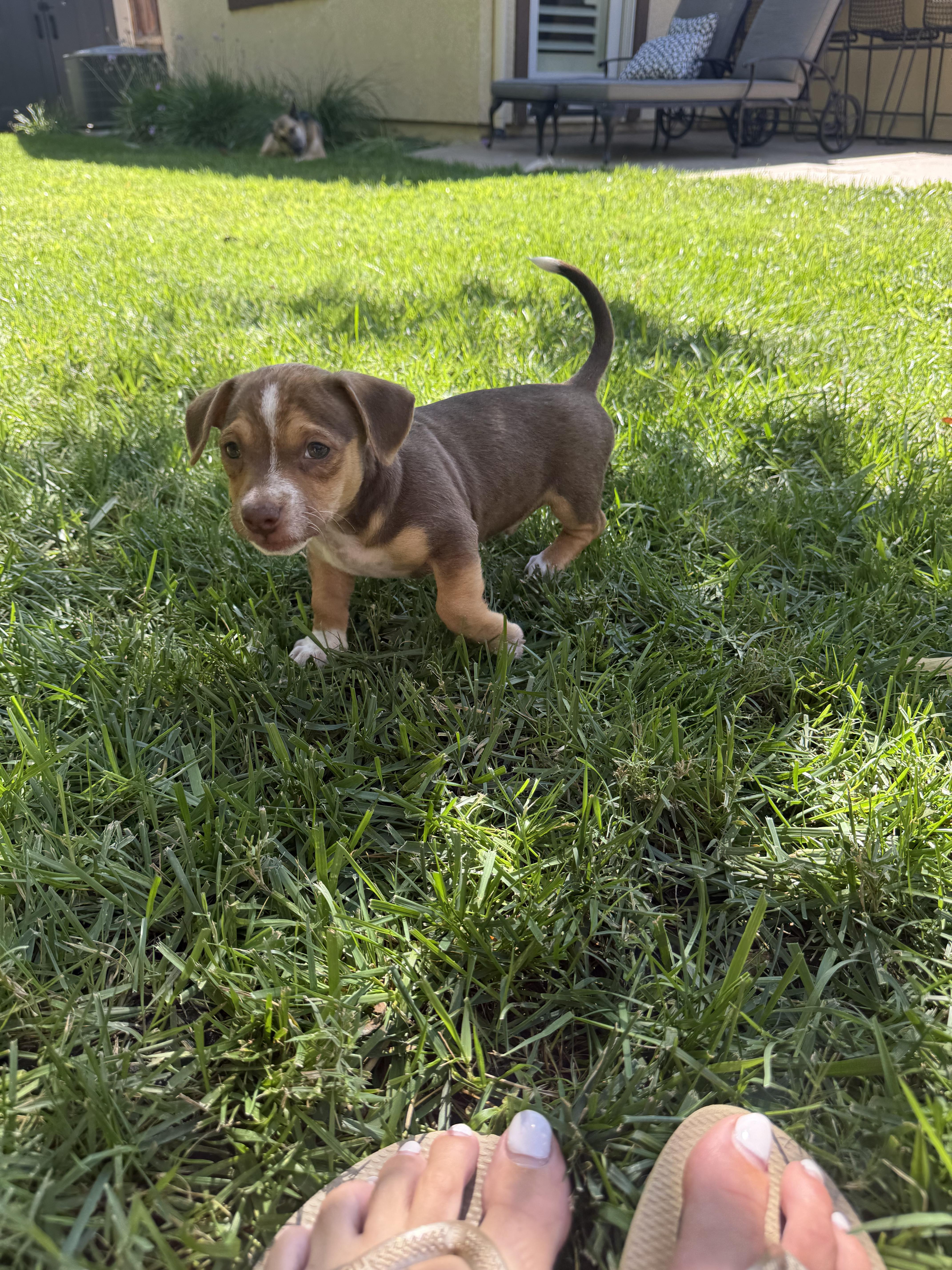 A baby small-sized male Pembroke Welsh Corgi dog named Alvin for adoption in Penryn, CA