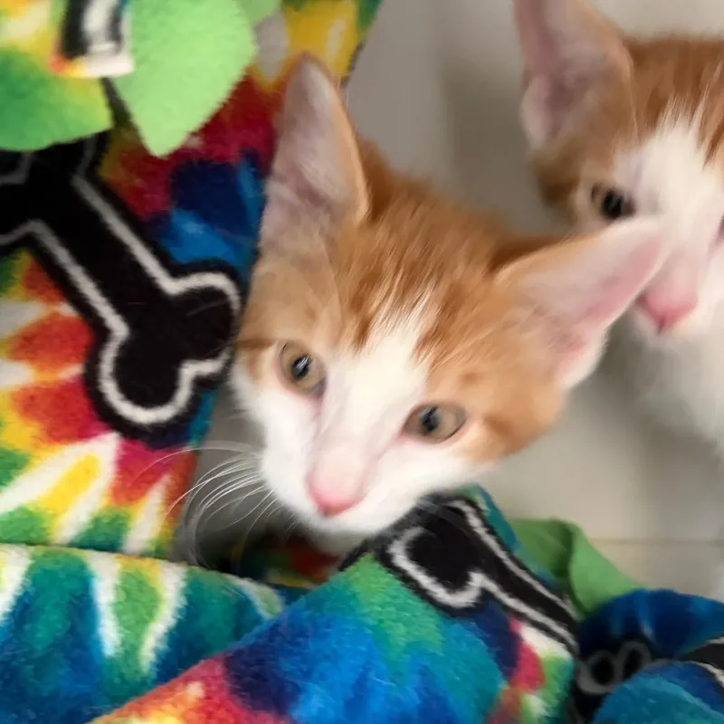 A baby small-sized male Orange / Red Domestic Short Hair cat named Malcolm for adoption in Council Bluffs, IA