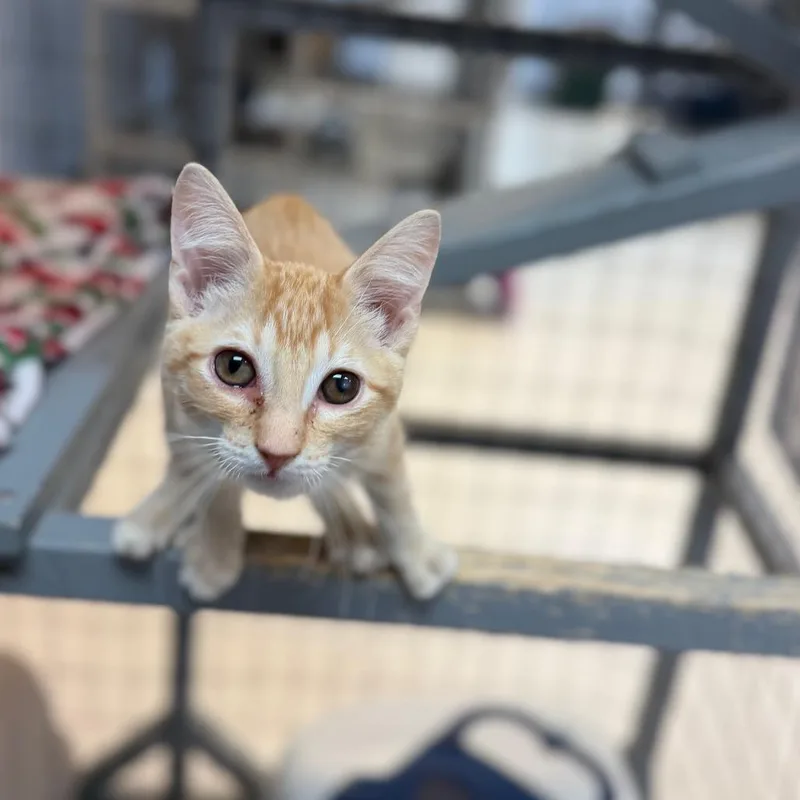 A baby small-sized male Domestic Short Hair cat named Colin Green for adoption in Portage, MI
