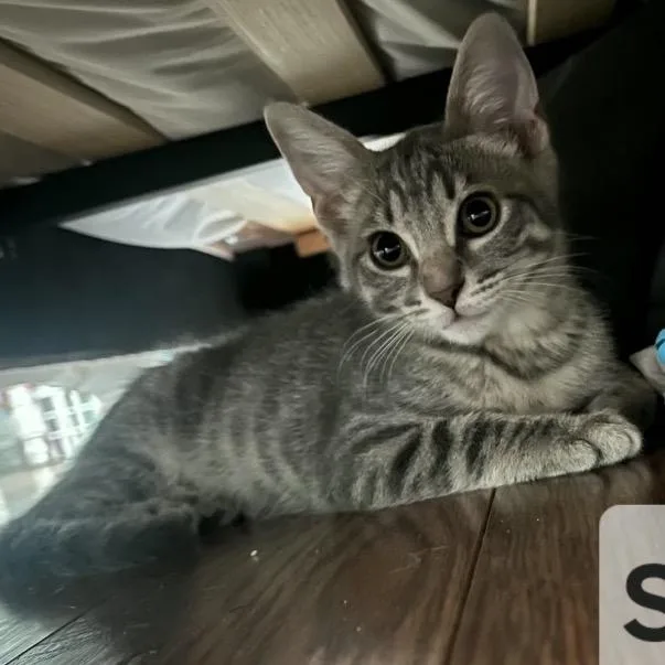 A baby small-sized female Gray / Blue / Silver Domestic Short Hair cat named Shrimp for adoption in Westminster, CA