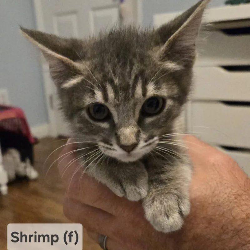 Shrimp thumbnail 2