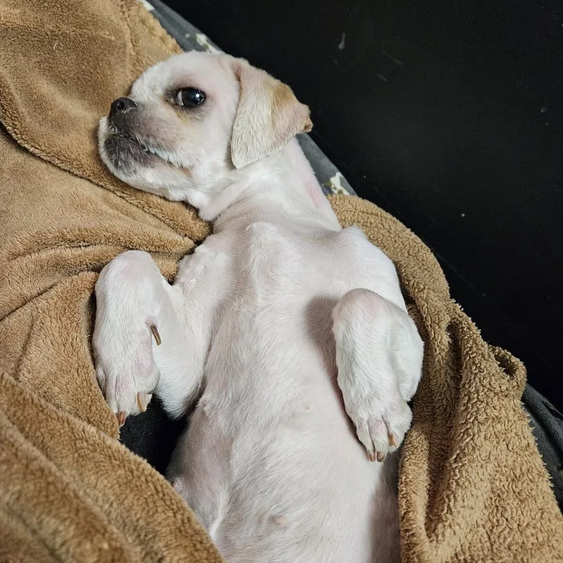 An adult small-sized female White / Cream Mixed Breed dog named Bellwether for adoption in Columbia, MO