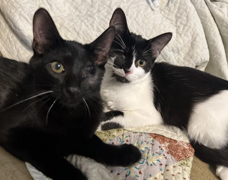 A young medium-sized female Tuxedo cat named Pirate Spicy NOT Spicy for adoption in Frisco, TX
