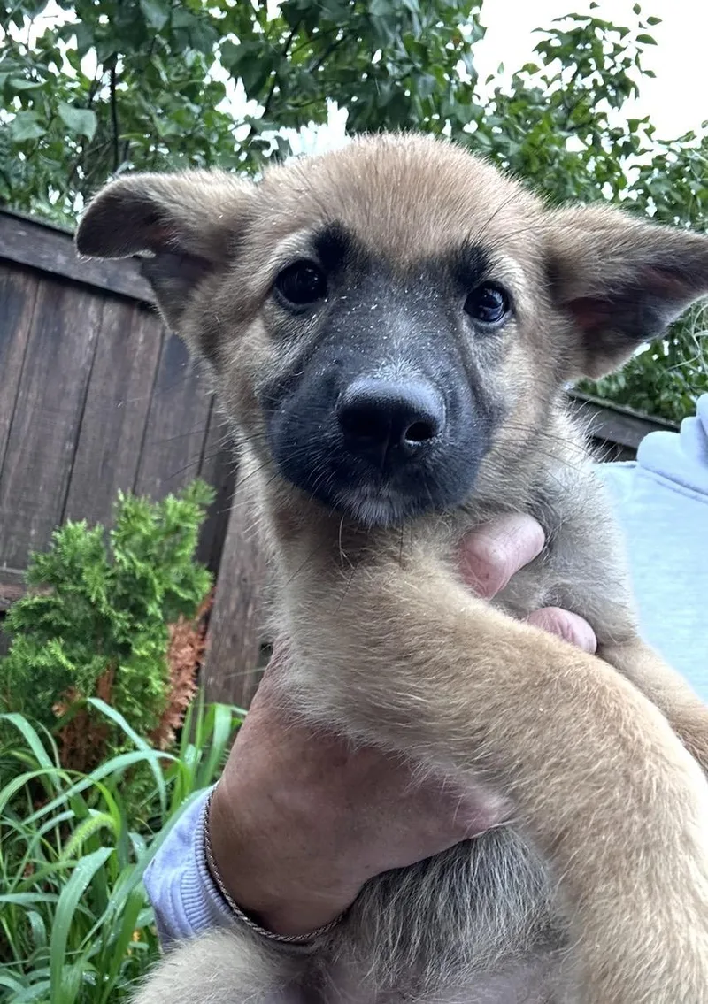 A baby medium-sized female Yellow / Tan / Blond / Fawn Golden Retriever dog named Harbor for adoption in Wonder Lake, IL