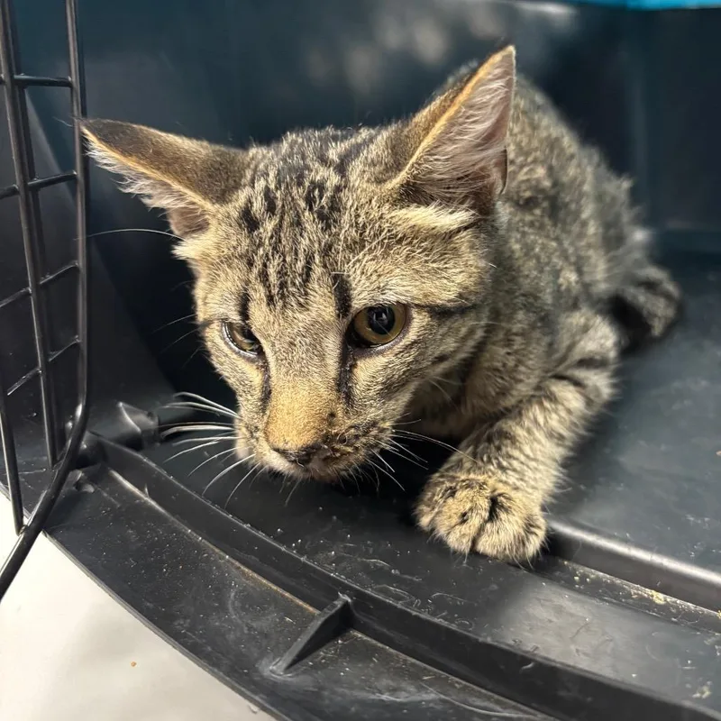 A baby small-sized male Gray / Blue / Silver Domestic Short Hair cat named Rocket for adoption in St Joseph, MO