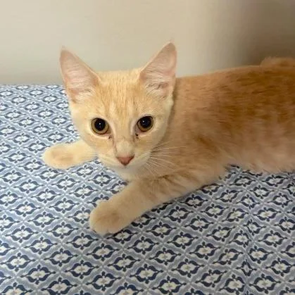 A young small-sized female Tabby (Buff / Tan / Fawn) Domestic Short Hair cat named Athena for adoption in Rochester, MN