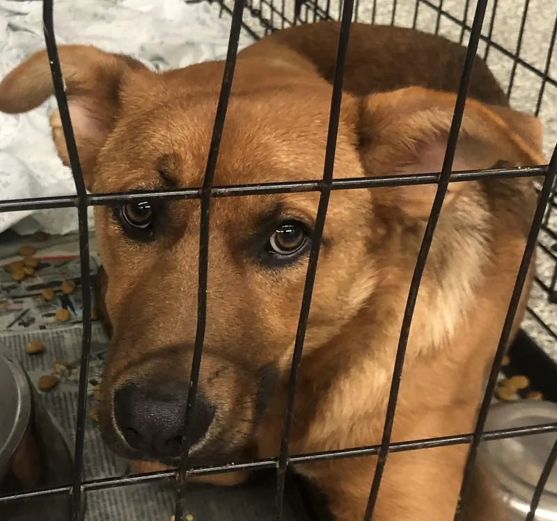 A young medium-sized female Brown / Chocolate Shepherd dog named Samantha for adoption in Parma, OH