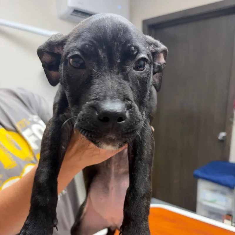 A baby medium-sized female Black Mixed Breed dog named Dakota for adoption in Bismarck, ND