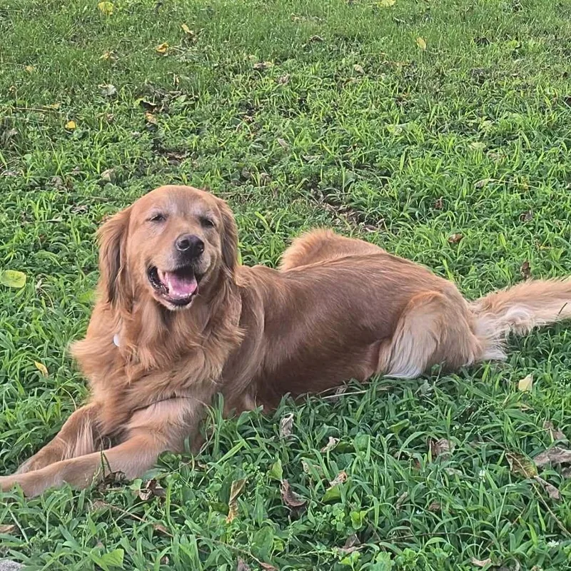 Daisy