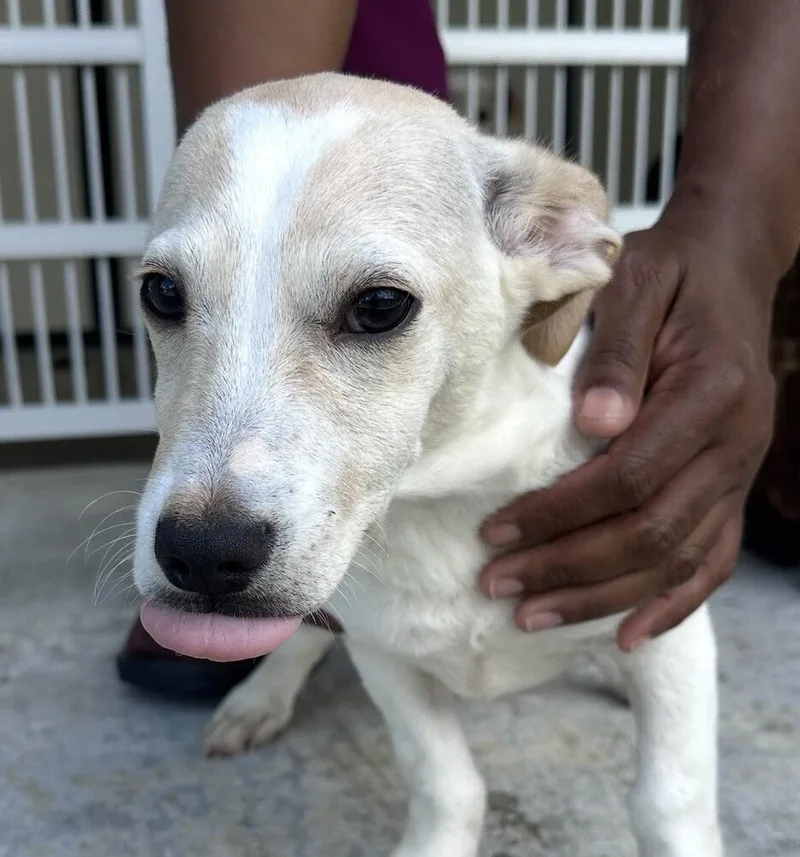 Pup Dusty thumbnail 2