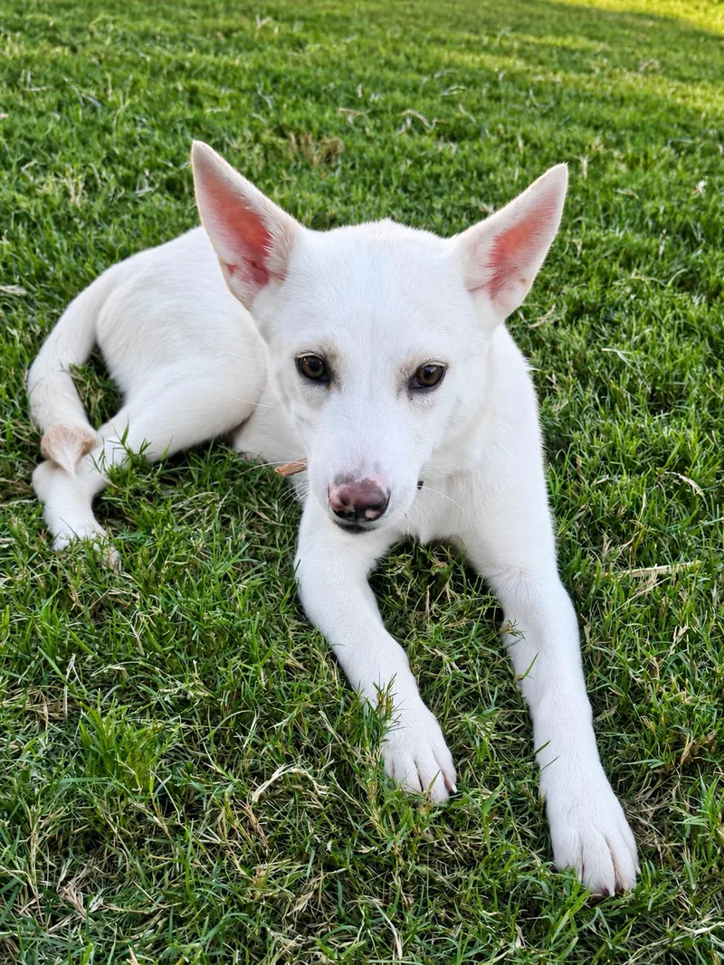 A baby medium-sized female Shepherd dog named Tammy for adoption in Park Forest, IL