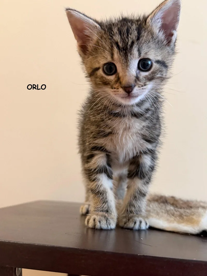 A baby medium-sized male Tabby cat named Orlo for adoption in Buford, GA