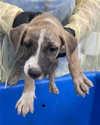 A baby large-sized female Mixed Breed dog named Clarabelle for adoption in Dallas, TX