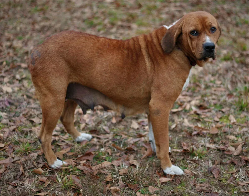 An adult medium-sized female Basset Hound dog named Hannah for adoption in Attalla, AL