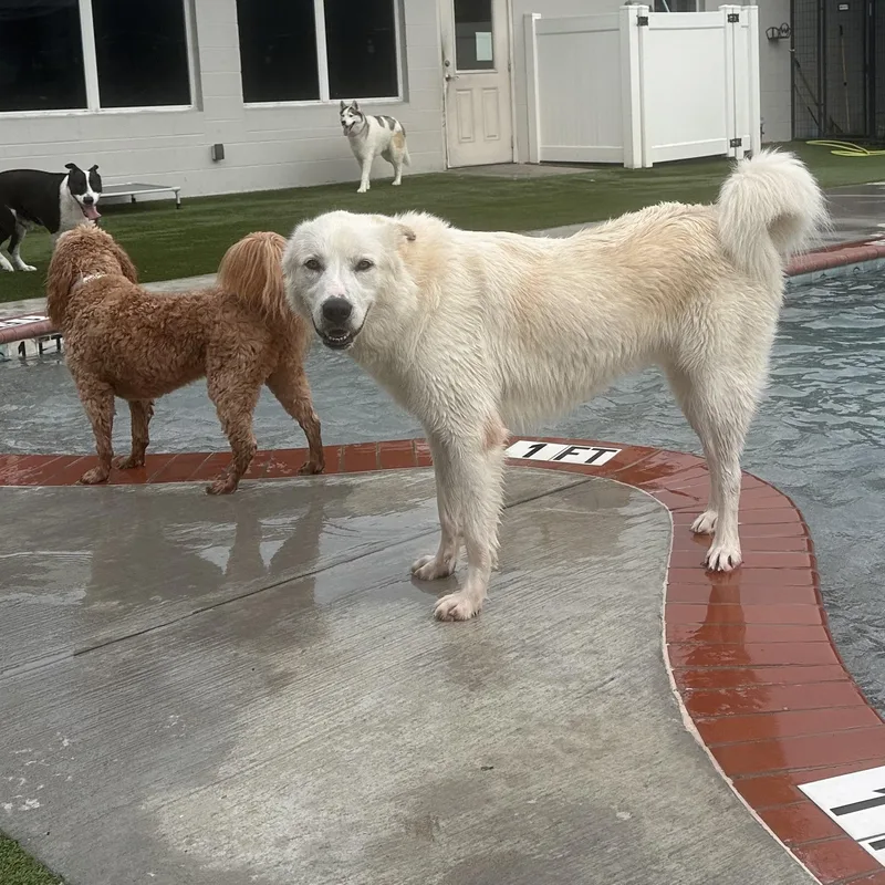 A young large-sized male Great Pyrenees dog named Yeti Gs for adoption in Allen, TX