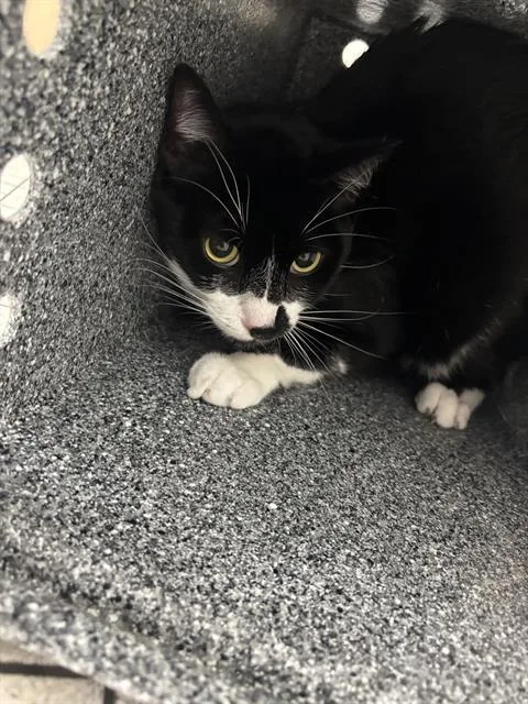 An adult small-sized male Domestic Short Hair cat named Oreo for adoption in Dallas, TX