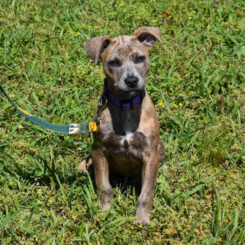 A baby medium-sized female Brindle Mixed Breed dog named Jazmine for adoption in Searcy, AR