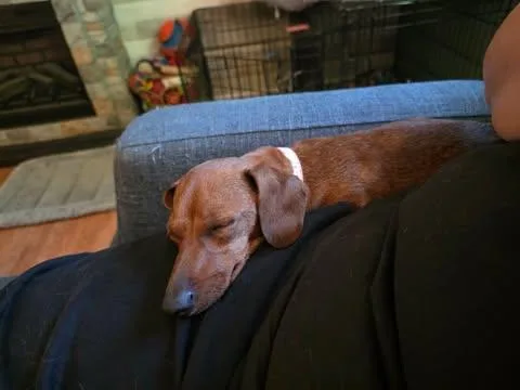 An adult small-sized female Red / Chestnut / Orange Dachshund dog named Ember for adoption in Merrillville, IN