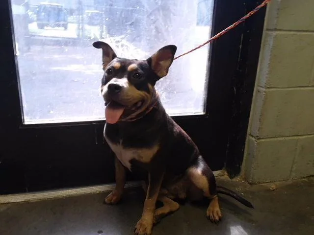 An adult medium-sized female Australian Kelpie dog named Debbie for adoption in Tulsa, OK