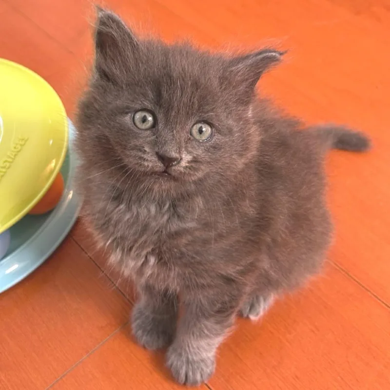 A baby small-sized male Domestic Short Hair cat named Marcel for adoption in Los Angeles, CA