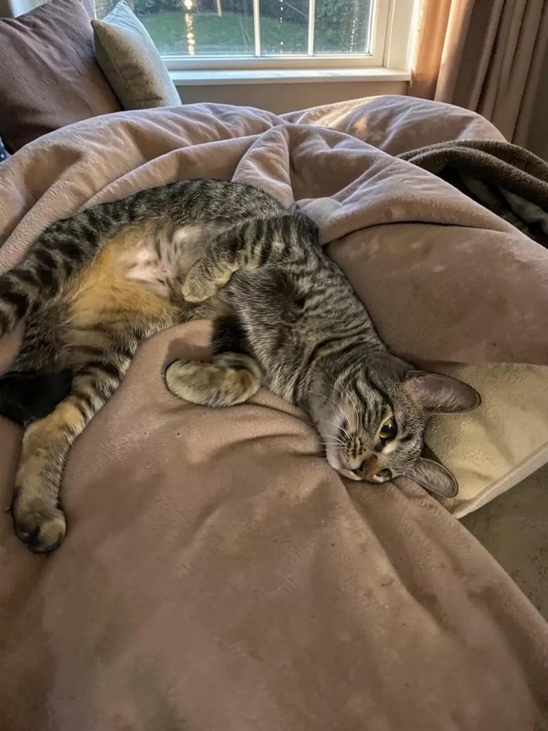 An adult medium-sized female Domestic Short Hair cat named Twinkle for adoption in Champaign, IL