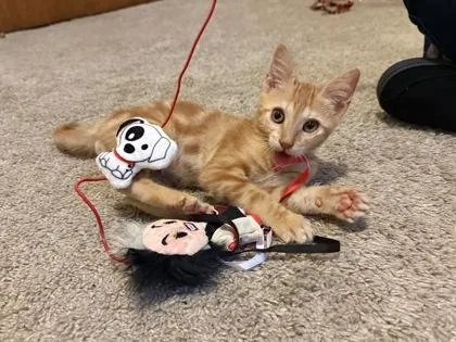 A baby small-sized male Domestic Short Hair cat named Carrot for adoption in New Orleans, LA