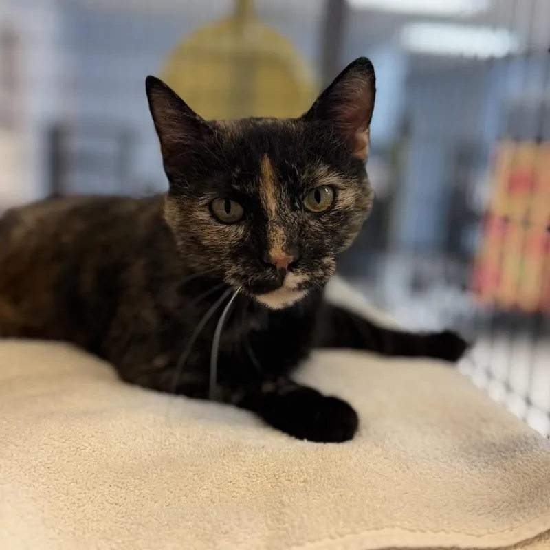 A young medium-sized female Domestic Short Hair cat named Ivy for adoption in Portage, MI