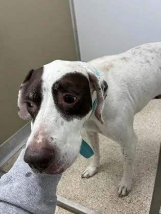An adult large-sized male Mixed Breed dog named Ross for adoption in Lafayette, IN