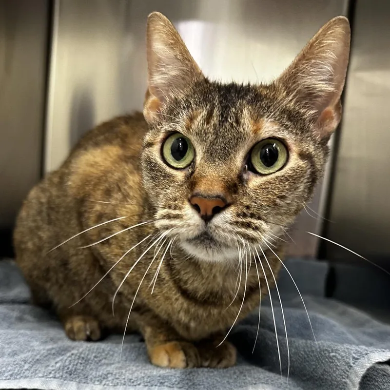 A senior large-sized female Brown / Chocolate Domestic Short Hair cat named Miss Piggy for adoption in Warrensburg, MO