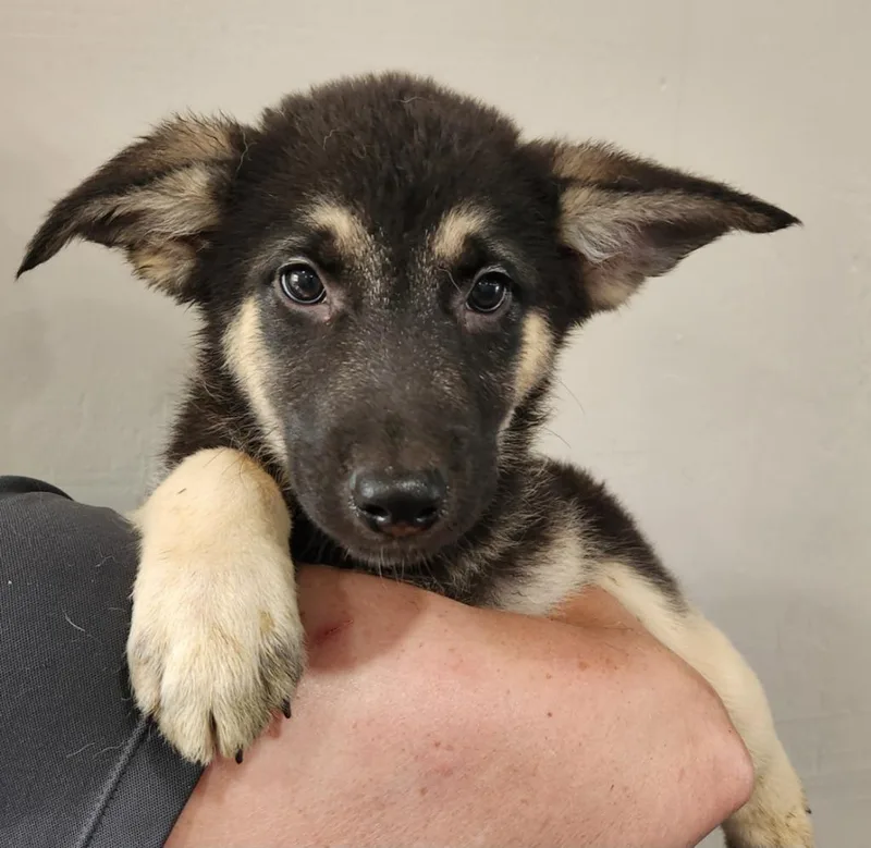 A baby medium-sized male Shepherd dog named Heathcliff for adoption in Walnutport, PA