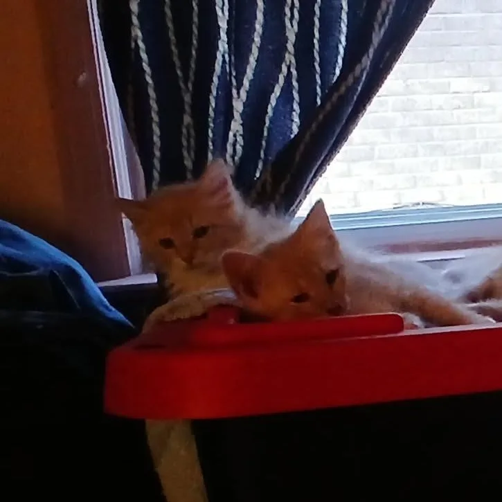 A baby medium-sized female Orange & White Tabby cat named Velma for adoption in Westland, MI