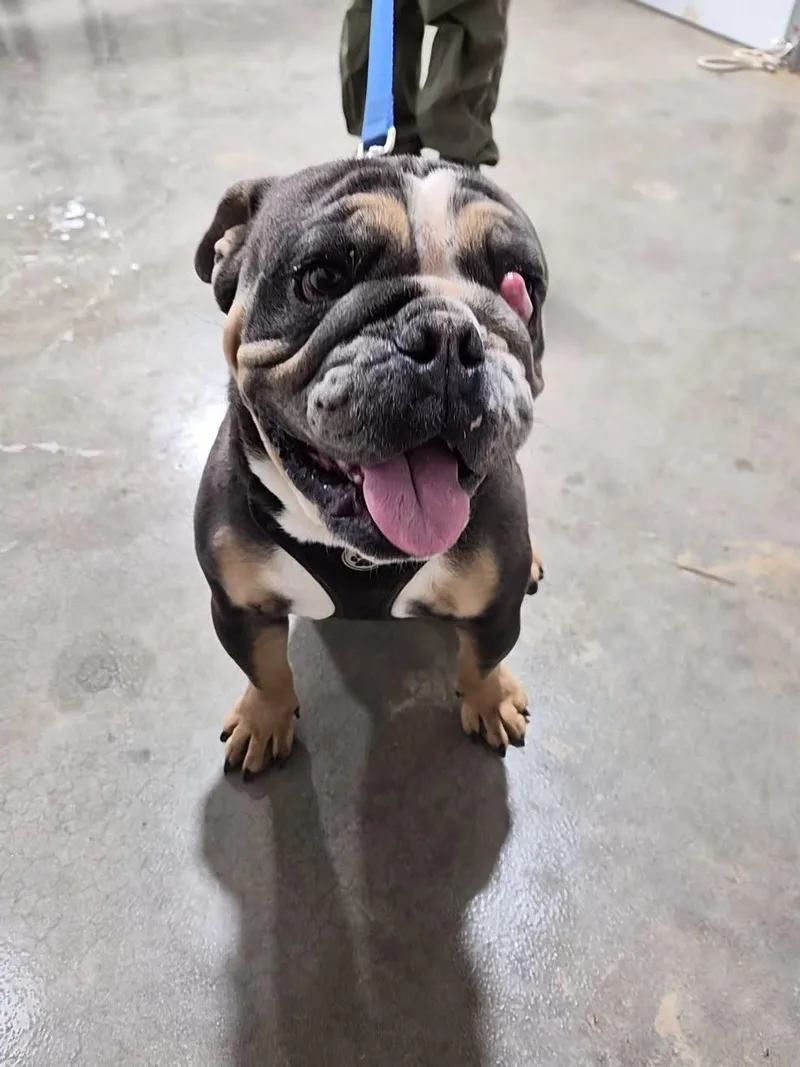 An adult medium-sized male Tricolor (Brown, Black, & White) English Bulldog dog named Pudge for adoption in Montague, TX