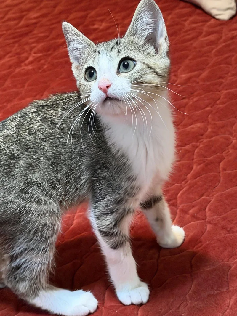 A baby medium-sized male American Shorthair cat named Landon for adoption in Roanoke, AL